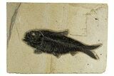 Detailed Fossil Fish (Knightia) - Wyoming #327981-1